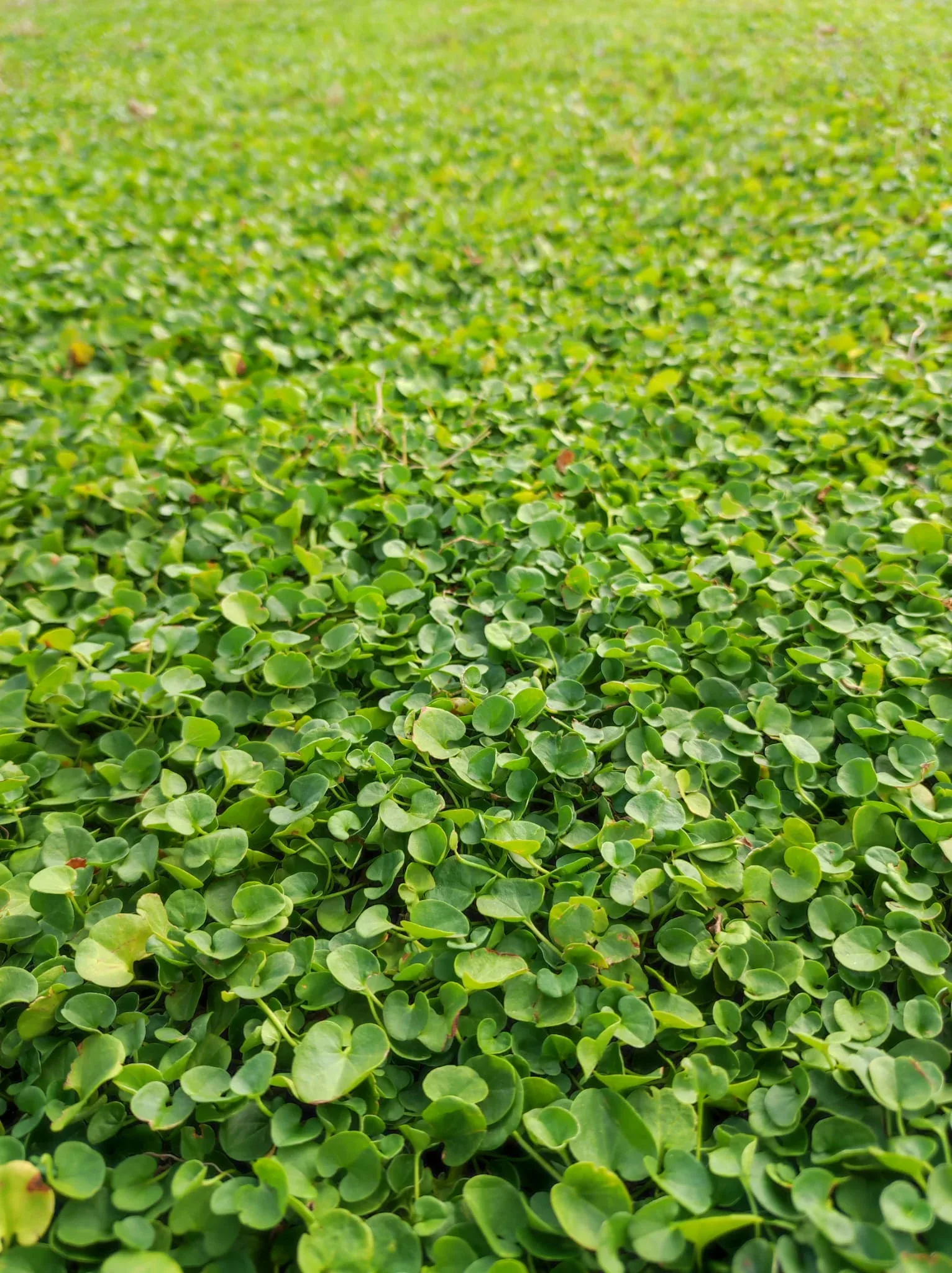 "Dichondra" Lawn - Broad Leaf