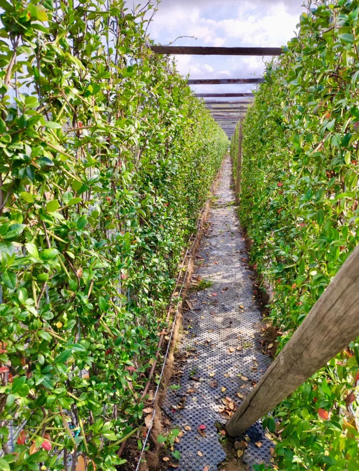 "Confina" System - The Instant Hedge